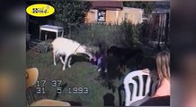 Funny Animals Videos : Funny Animals Compilation: Crazy Goats Gone Wild