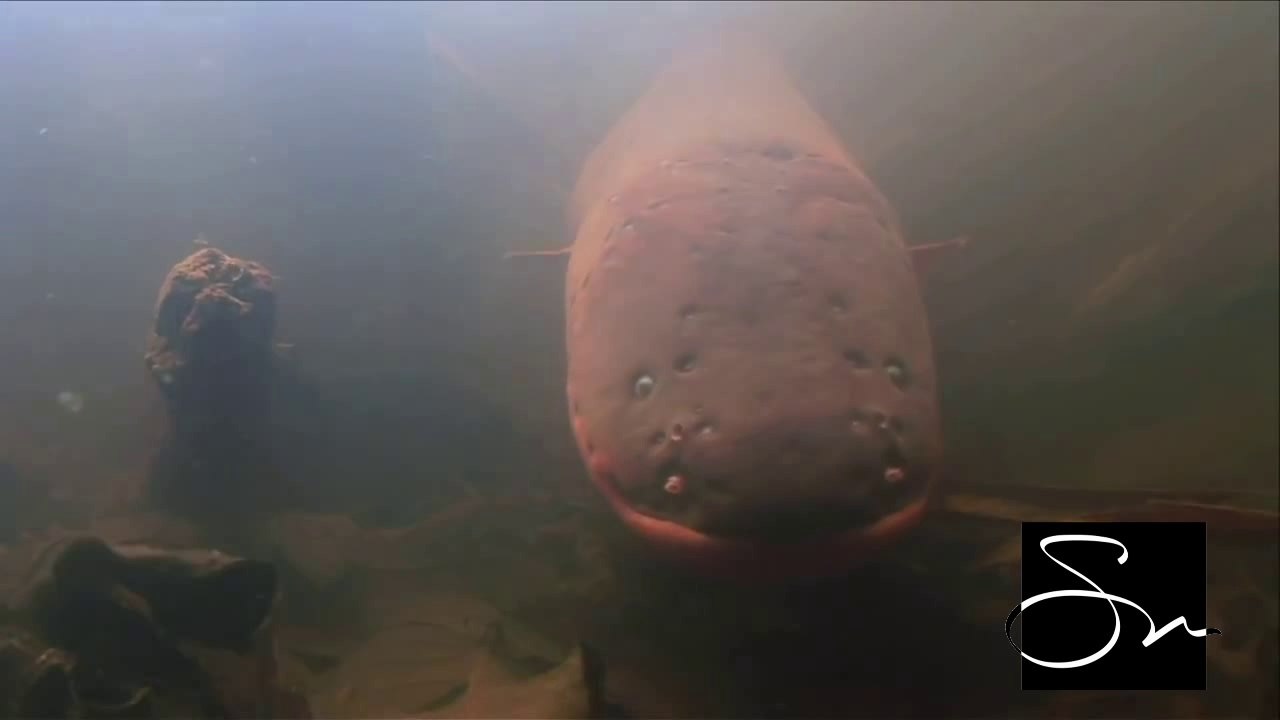 Fish story by Maulana Tariq Jameel