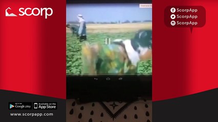 Scorp - İlginç Bir Yasak Uydur