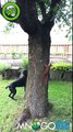 Funny DOG chasing squirrel ... Catch me if you can