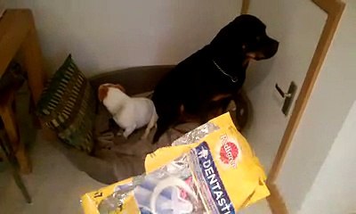 BB and April being really sorry for stealing the Dentastix