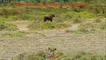 Saintes-Maries de la Mer-Ferrade à L'Amarée-fete votive-2016/06/19