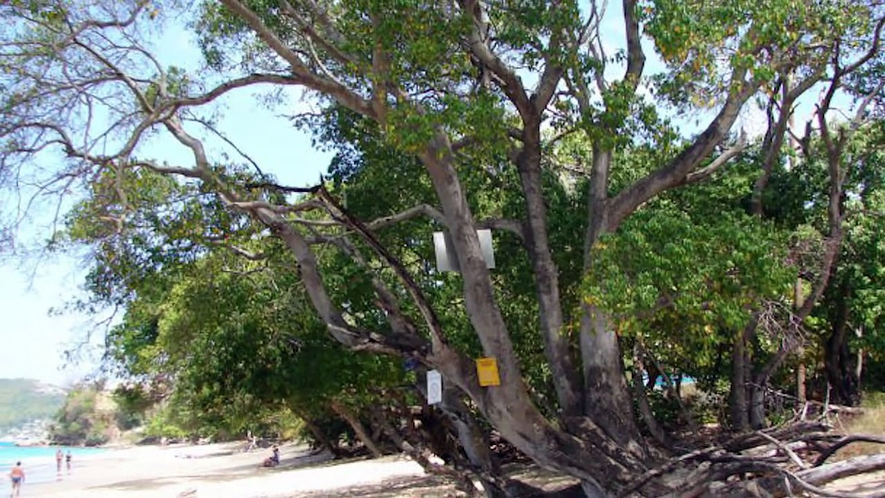 Standing Underneath This Tree Will Kill You!