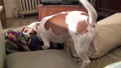 How to Fight Like a Dog with Cute Dog Maymo