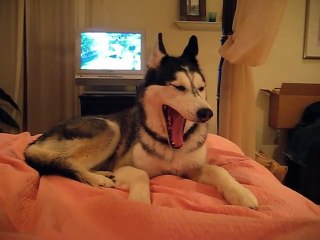 Husky Dog Talking -   I love you