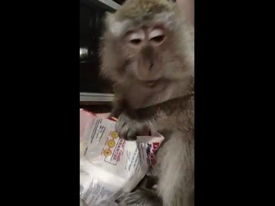Monkey Makes Warning Sound When She Hears Thunder