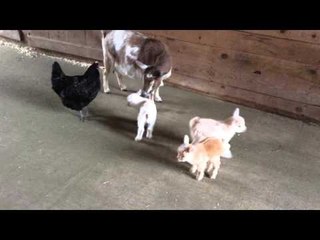 Goat Kids Torment Their Chicken Babysitter