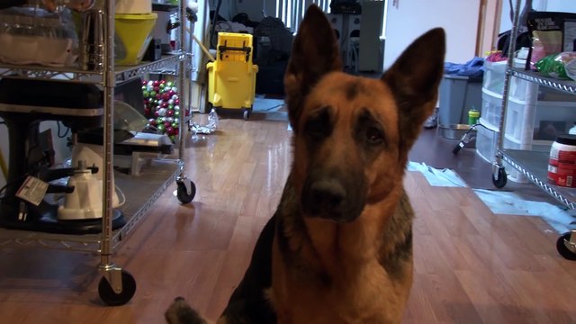 Funny Video German Shepherd Dog Gets Epic Bath Sad Cute and Very Funny