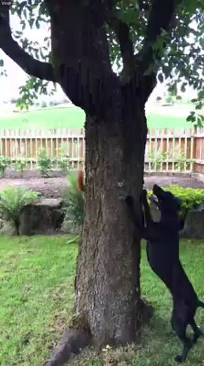 il se Moque du Chien!