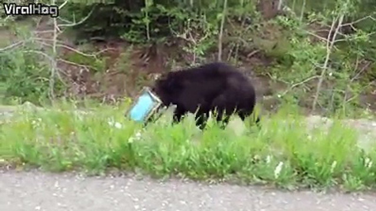 Un Animal se retrouve coincé dans une sorte de boîte en fer