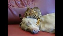 Watch - Cat giving Dog a Massage