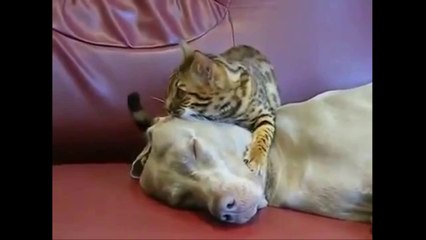 Watch - Cat giving Dog a Massage