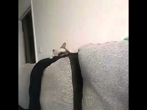 Cat Doesn't Answer to Name, Only Answers to Food