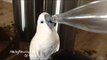 Thirsty Cockatoo Drinks From Plastic Bottle