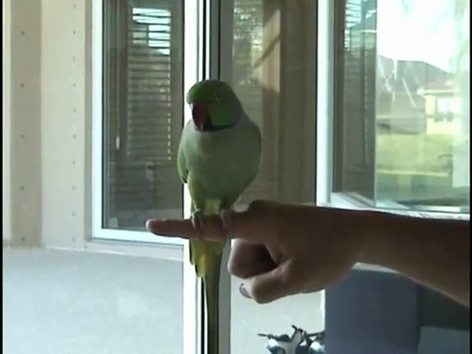 Amazing Bird Tricks