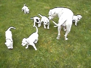 Chiots dogos