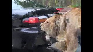 top 5 lions attack on car dont miss this video
