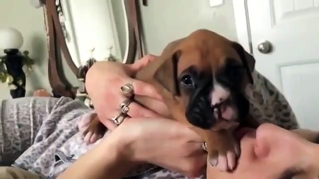 Щенок боксера на равных пообщался со своей хозяйкой