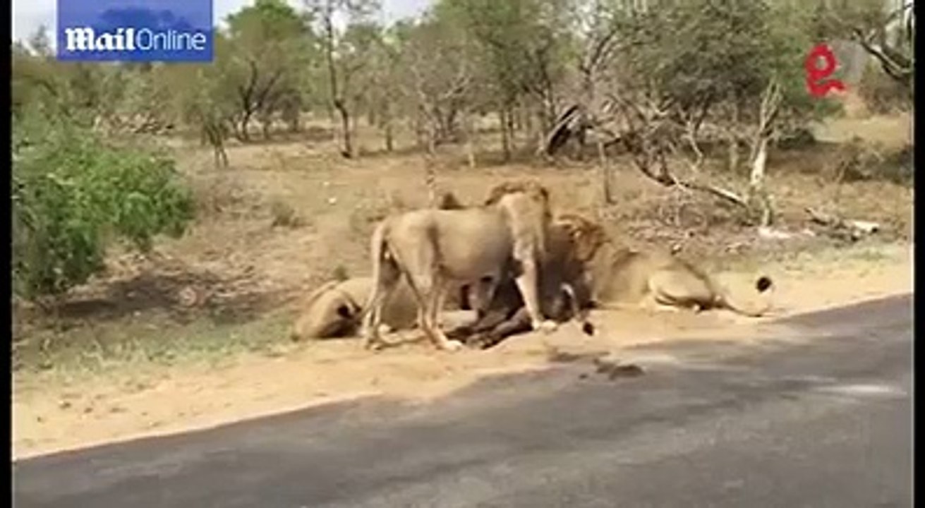 Hyderabad lion buffalo