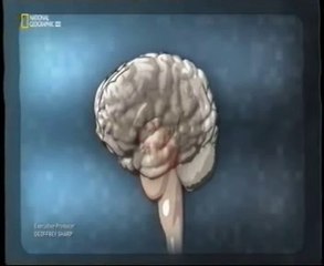 Mente: Cerebro en accion