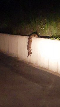 Entraide de ratons laveurs pour monter un mur au bord d'une route