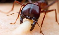 10 Most Dangerous Bugs In The World