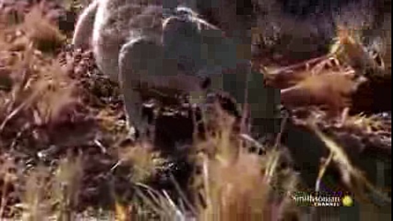Mongoose Vs. Cobra