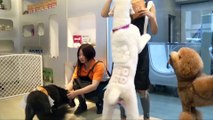 Taiwan pet groomers show off trimming skills
