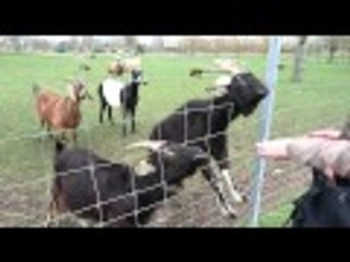 Day 27: Feeding Goats