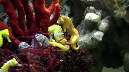 Dünyanın En Sevimli 10 Hayvanı