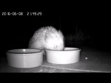 Cute hedgehog caught stealing cat food on IP cam