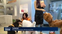 Taiwan: Pet groomers show off trimming skills