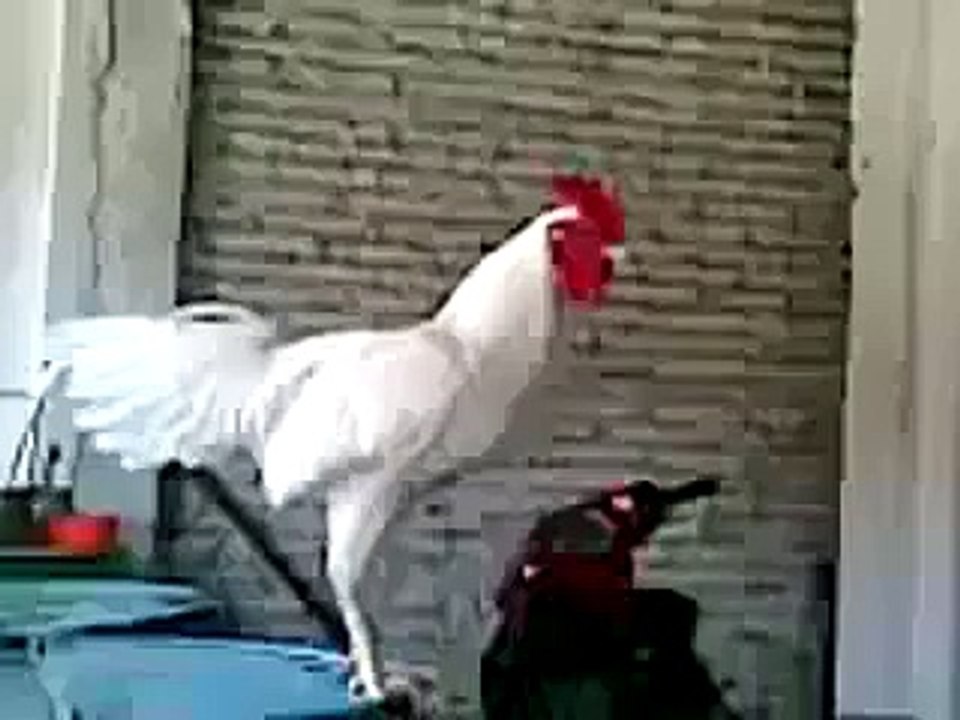 This chick can't control it's laughing