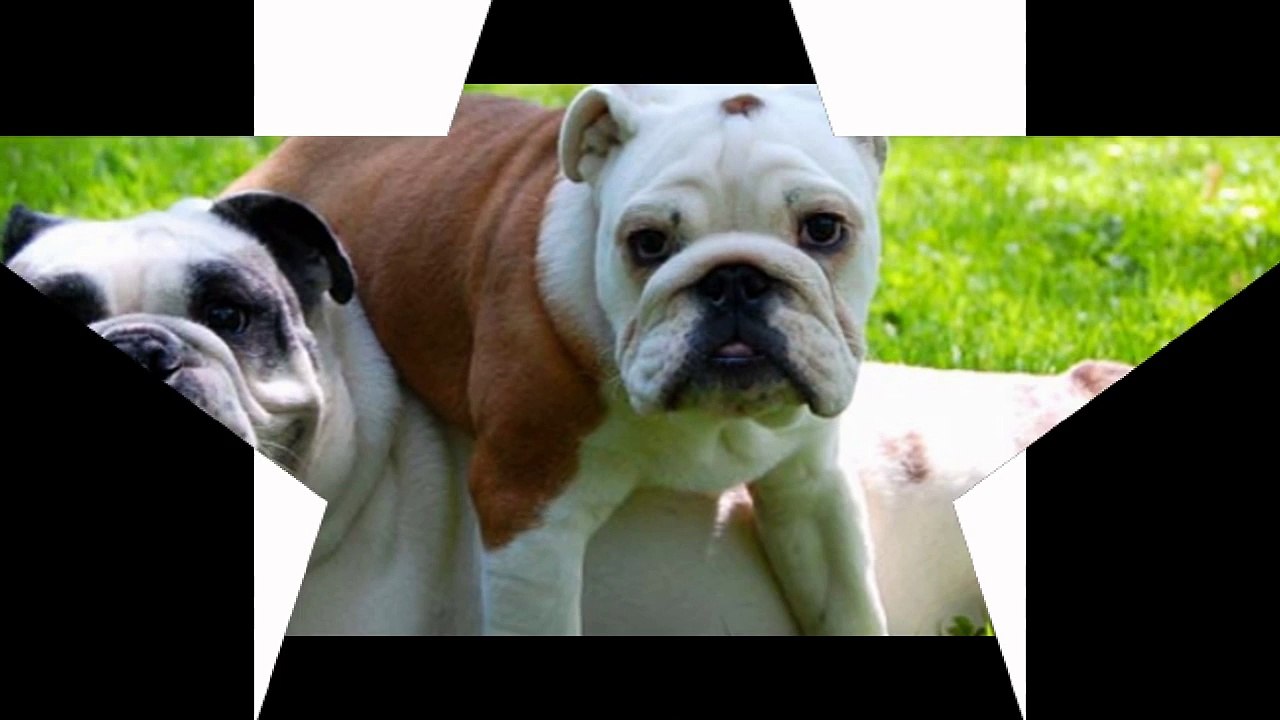 Dog Daycare Del mar