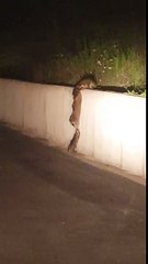 Le travail d'équipe d'une famille de ratons laveurs pour monter sur un mur