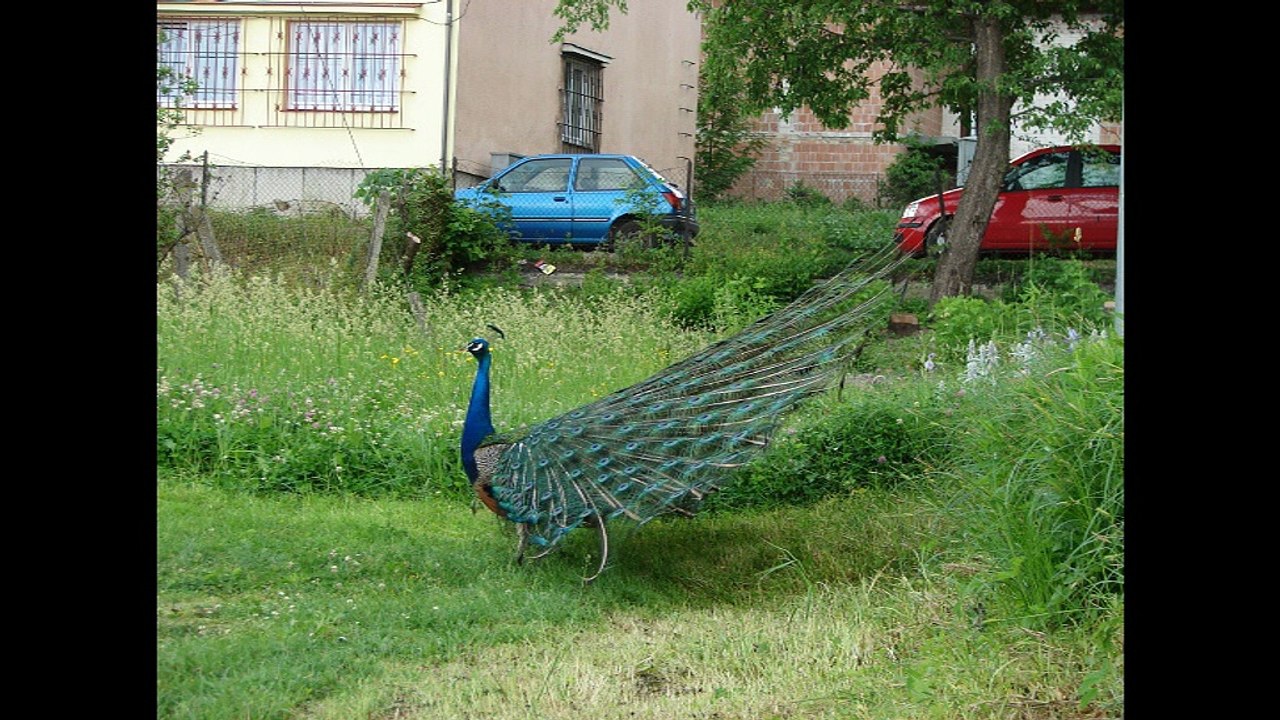 TANIEC PAWIA - Maćkowice k/Przemyśla