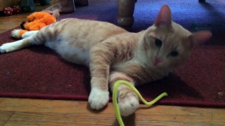 PB - Tabby Cat for Adoption!