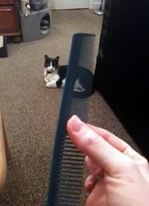 Comment faire bugger son chat