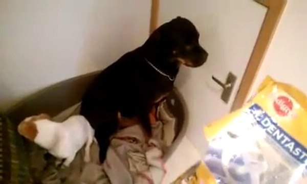 Ces 2 chiens sont COUPABLES!!!!!! ahaha