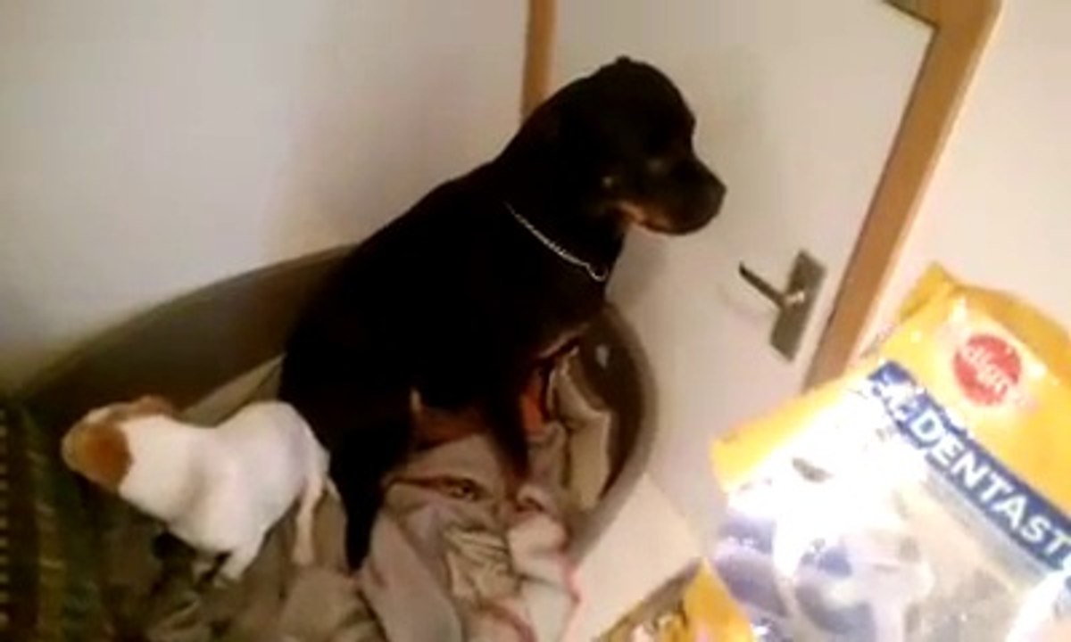 Ces 2 chiens sont COUPABLES!!!!!! ahaha