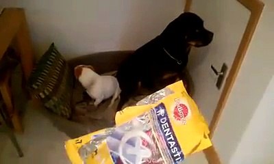 Quand deux chiens savent qu'ils ont fait une bêtise et sont rongés par la honte !