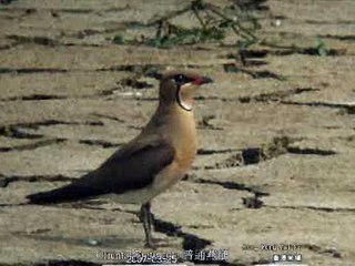 2007-03-25 Oriental Pratincole