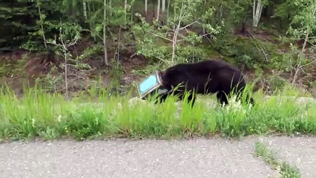 Vagava Per La Strada Con La Testa Incastrata.. Il Suo Salvataggio Vi Farà Tirare Un Sospiro Di Sollievo