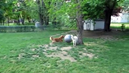 Regalano Al Cane La Palla Per Lo Yoga: La Sua Reazione è Esplosiva!