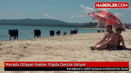 Merada Otlayan İnekler Plajda Denize Giriyor