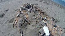 Mersin'de Ağlara Takılarak Ölen Çok Sayıda Deniz Canlısı Kıyıya Vurdu