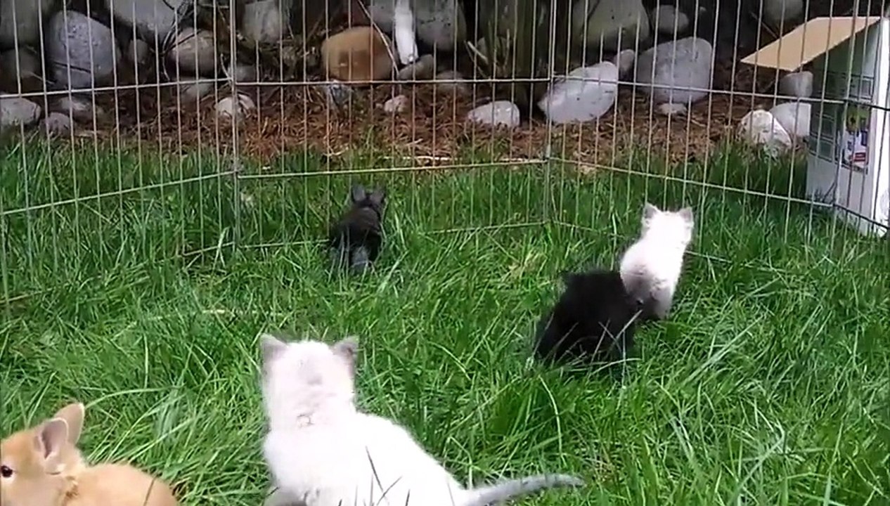 c'est mignon