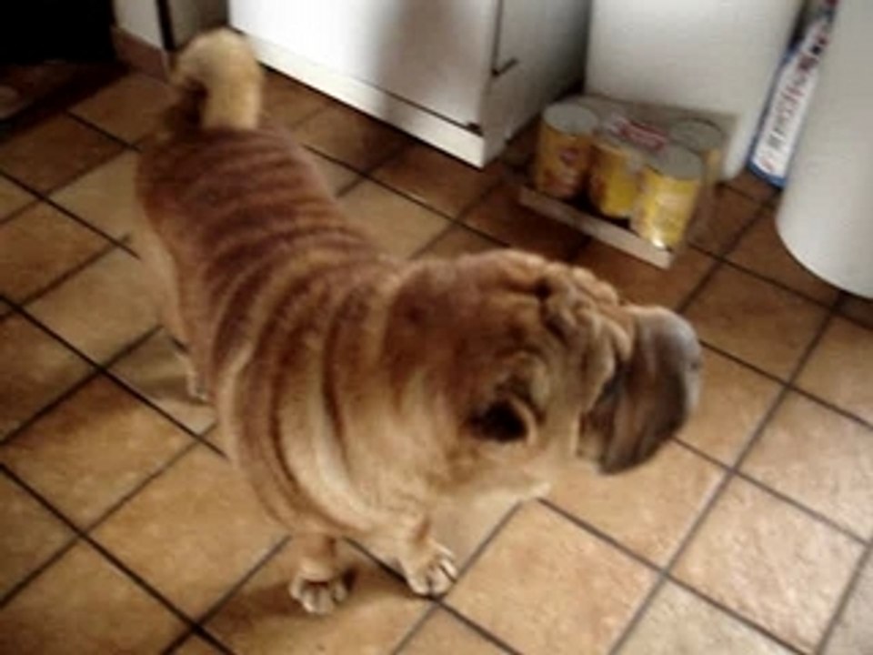 Shar pei du matin