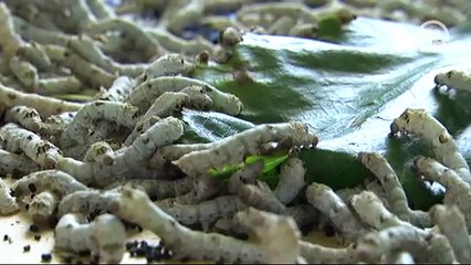 Belgeselden Etkilendi Evini  İpek Böceği Merkezi Ne Çevirdi