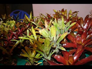 Reptil Expo - Arras - 24 juin 2012